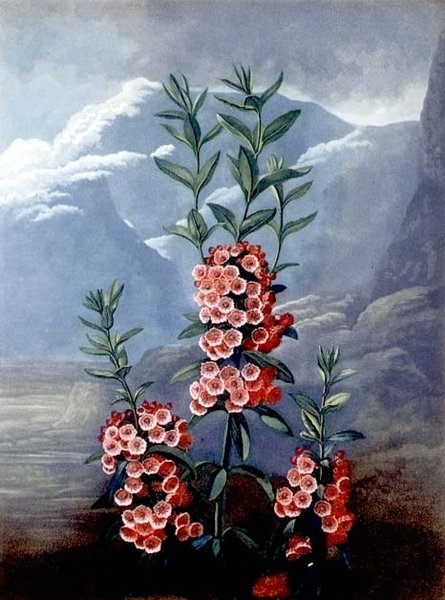 Die Schmalblättrige Kalmie oder Berglorbeer, graviert von Caldwell, aus 