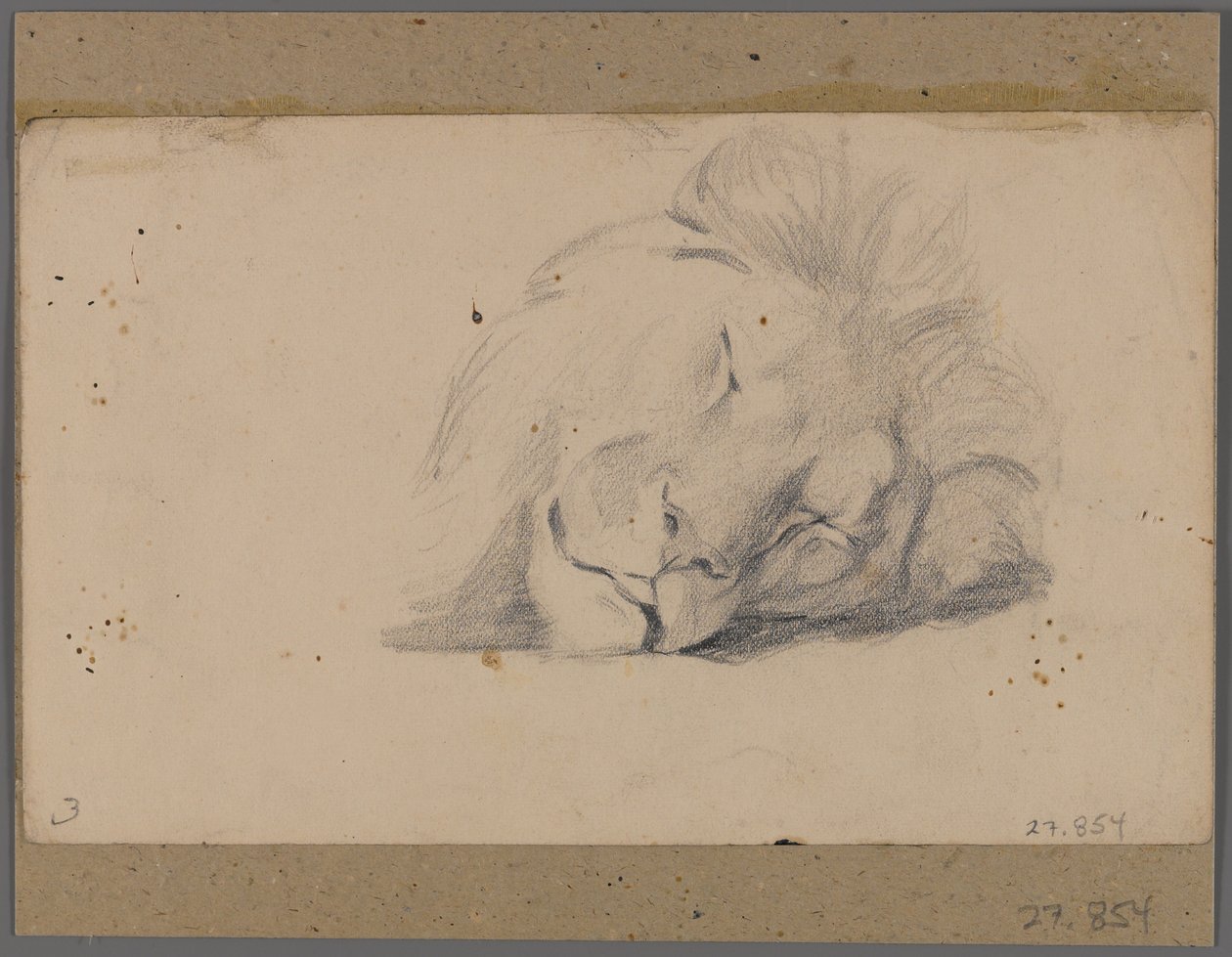 Kopf eines schlafenden Löwen von Philip H. Wolfrom