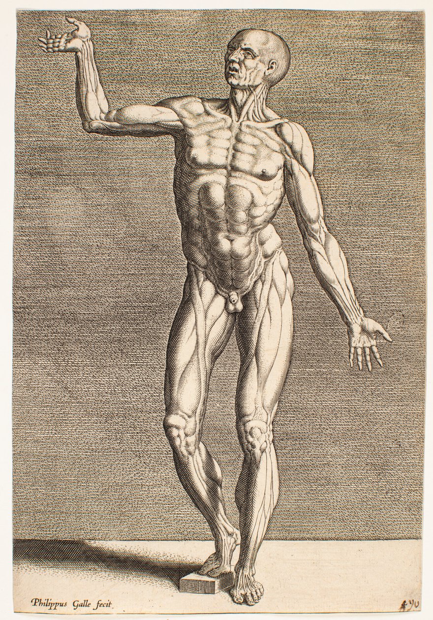 Studie einer menschlichen Figur mit freigelegten Sehnen und Muskeln, von vorne gesehen von Philips Galle