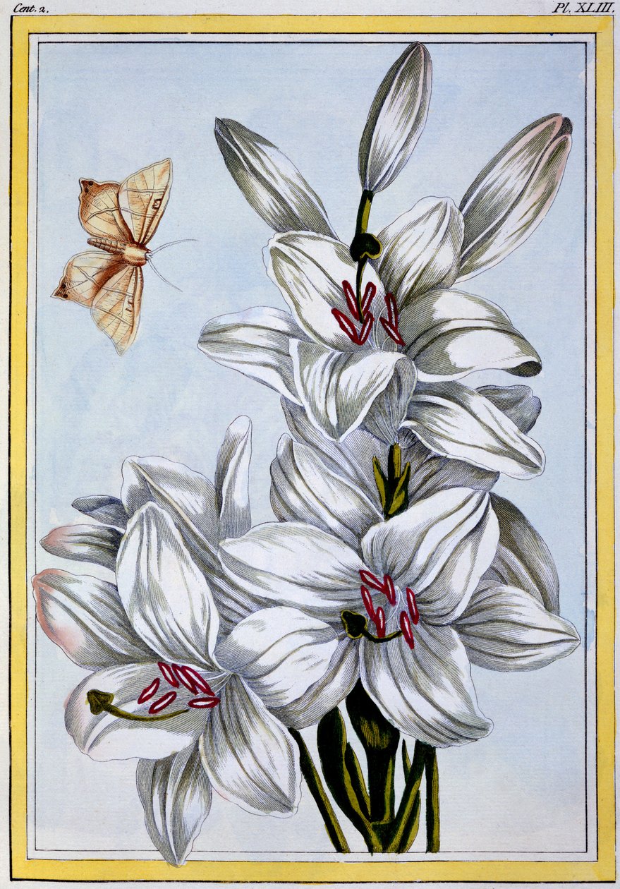 Die große weiße Lilie, ca. 1766 von Pierre Joseph Buchoz