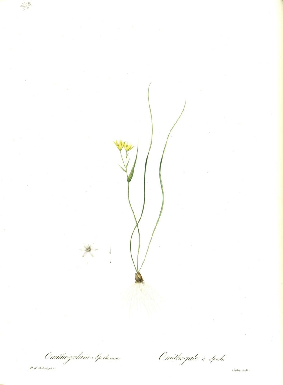 Illustration von Gagea spathacea (Orig. Ornithogalum spathaceum) von Pierre Joseph Redouté