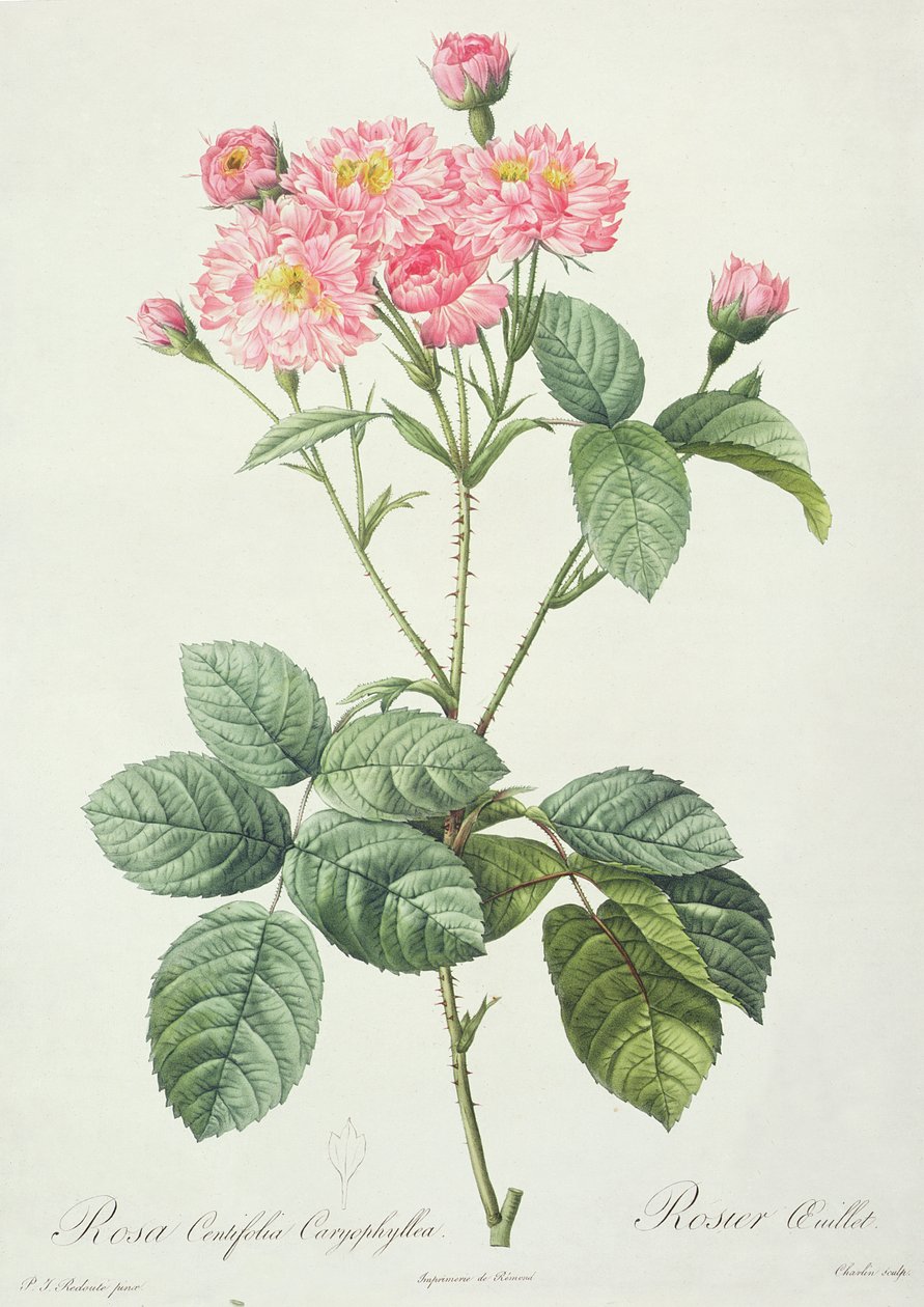Rosa Centifolia Caryophyllea, graviert von Charlin, veröffentlicht von Remond von Pierre Joseph Redouté
