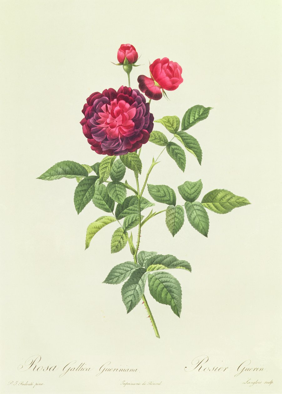 Rosa Gallica Gueriniana von Pierre Joseph Redouté