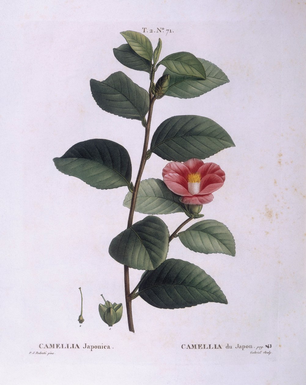 Kamelie (Camellia japonica), Henry Louis Duhamel du Monceau, botanische Tafel von Pierre Joseph Redouté von Pierre Joseph Redouté