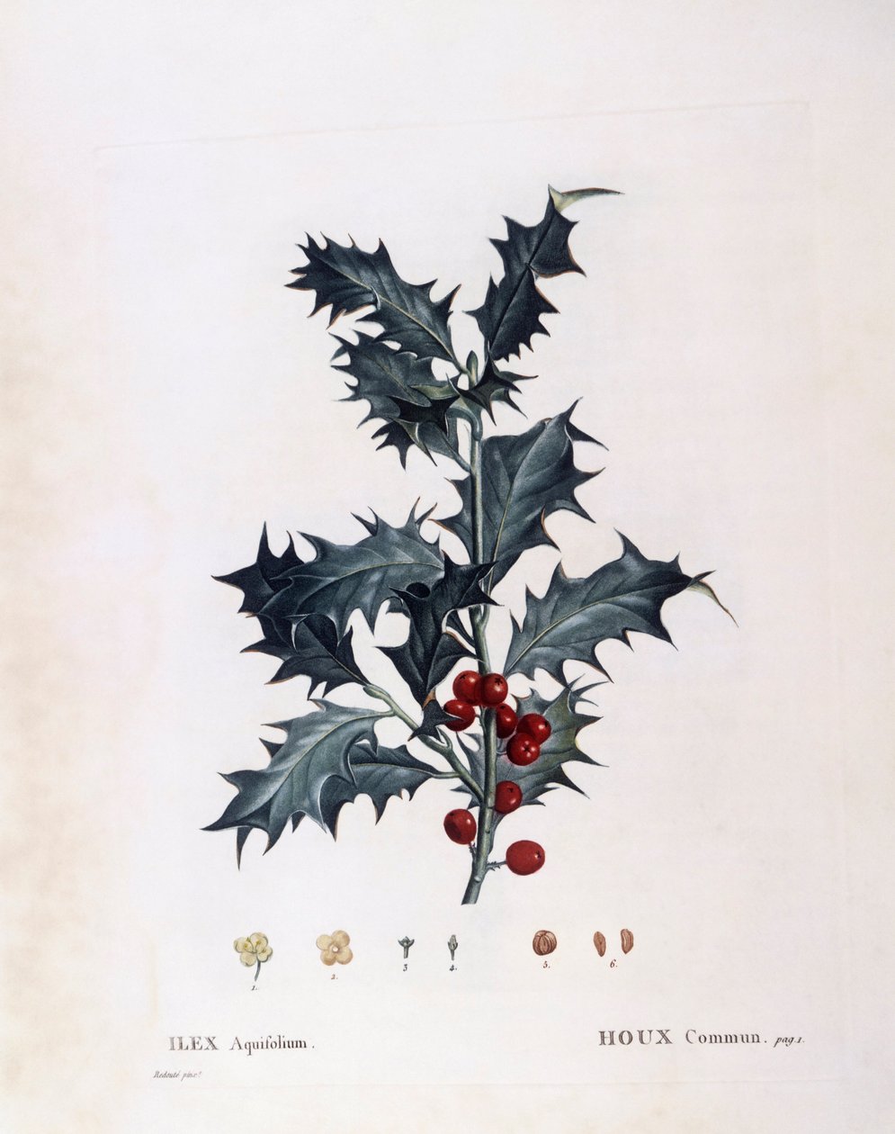 Europäische Stechpalme (Ilex aquifolium), Henry Louis Duhamel du Monceau, botanische Tafel von Pierre Joseph Redouté von Pierre Joseph Redouté