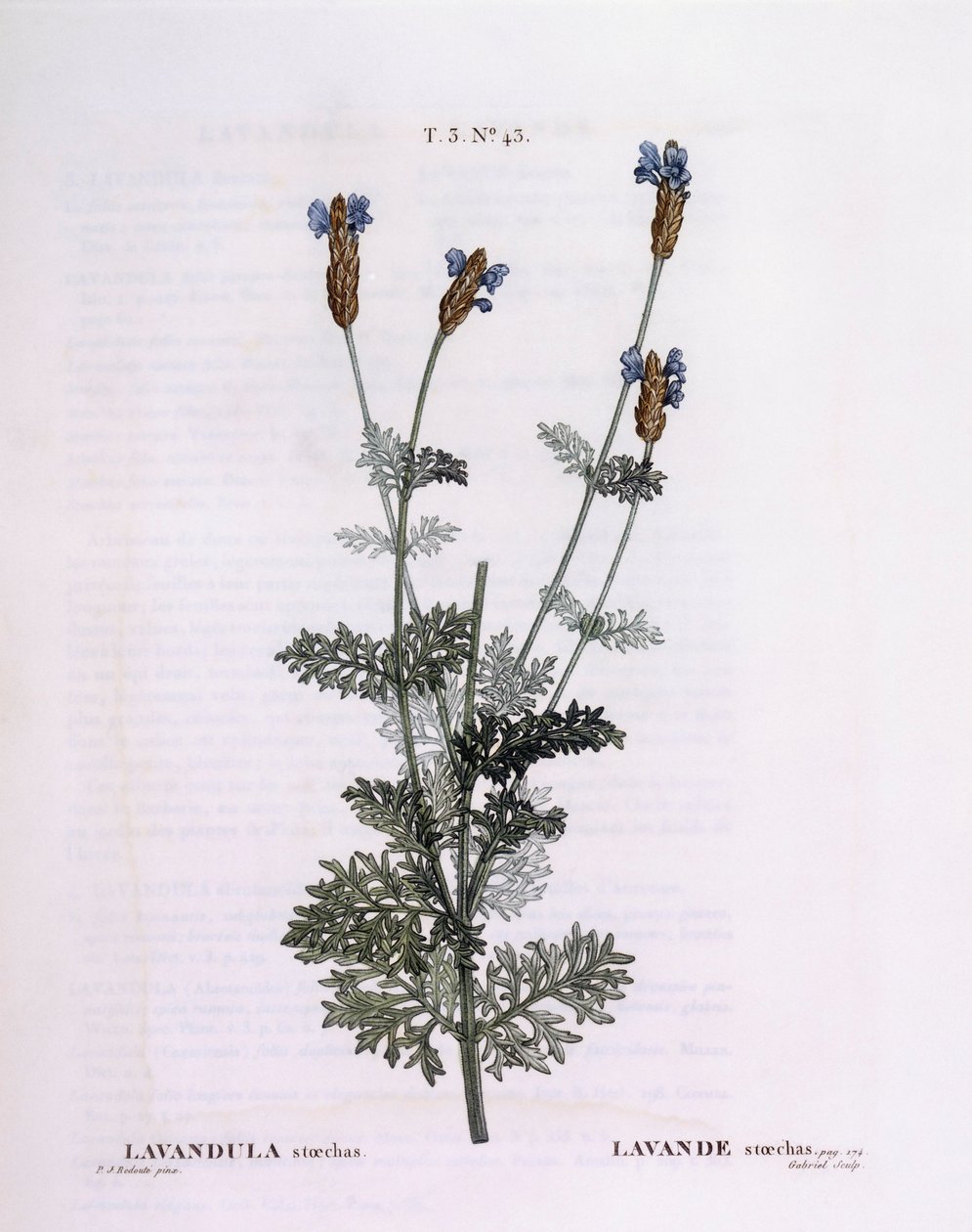 Französischer Lavendel (Lavandula stoechas), botanische Tafel von Pierre Joseph Redouté von Pierre Joseph Redouté