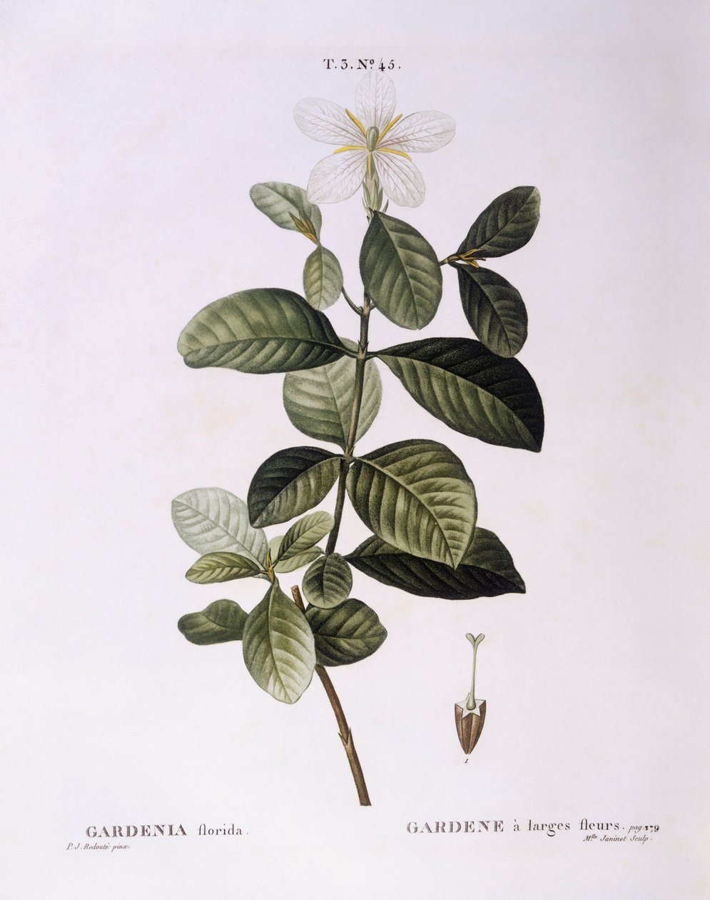 Gardenie (Gardenia florida), botanische Tafel von Pierre Joseph Redouté von Pierre Joseph Redouté