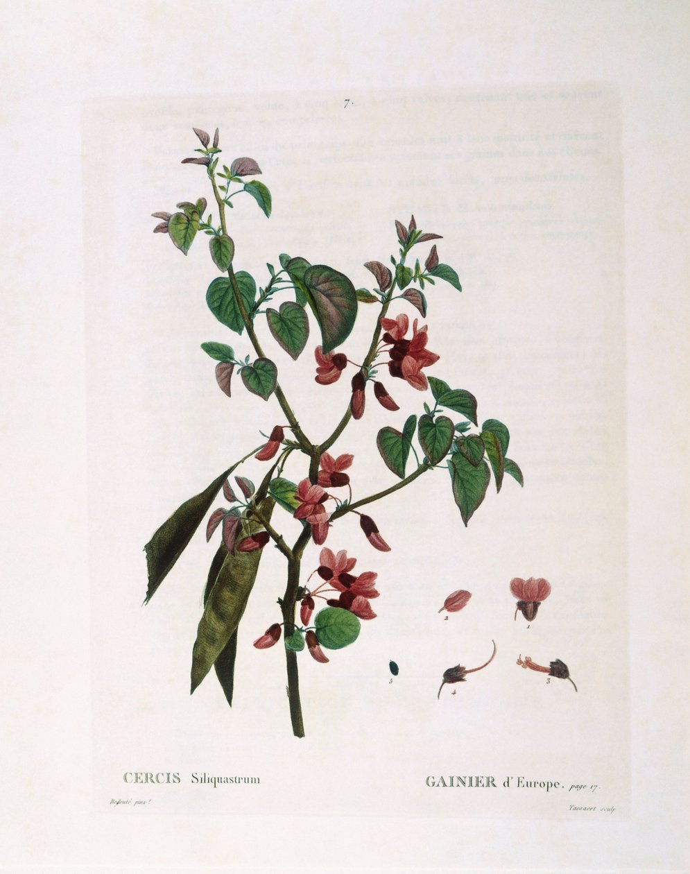 Judasbaum (Cercis siliquastrum), botanische Tafel von Pierre Joseph Redouté von Pierre Joseph Redouté