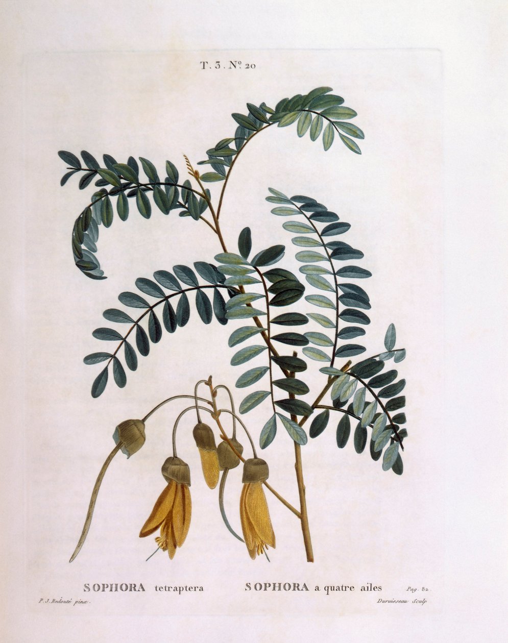 Kowhai (Sophora tetraptera oder Edwardsia grandiflora), botanische Tafel von Pierre Joseph Redouté von Pierre Joseph Redouté