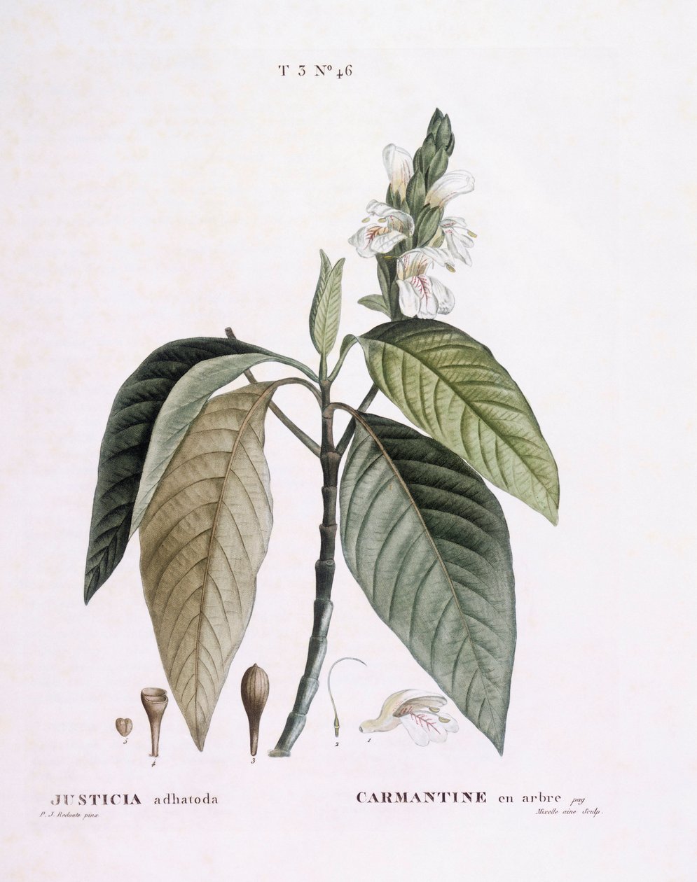Malabar-Nuss (Justicia adhatoda), botanische Tafel von Pierre Joseph Redouté von Pierre Joseph Redouté