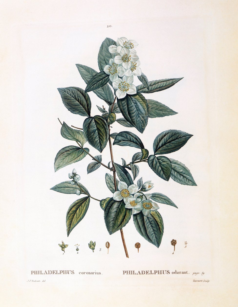 Falscher Jasmin (Philadelphus coronarius), botanische Tafel von Pierre Joseph Redouté von Pierre Joseph Redouté
