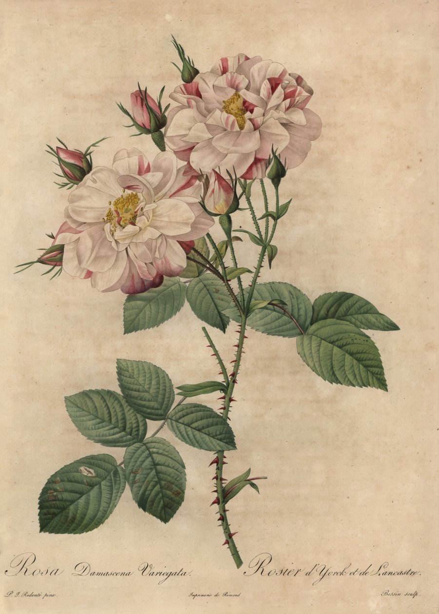 Rosa damascena, Rosa damascena von Pierre-Joseph Redouté