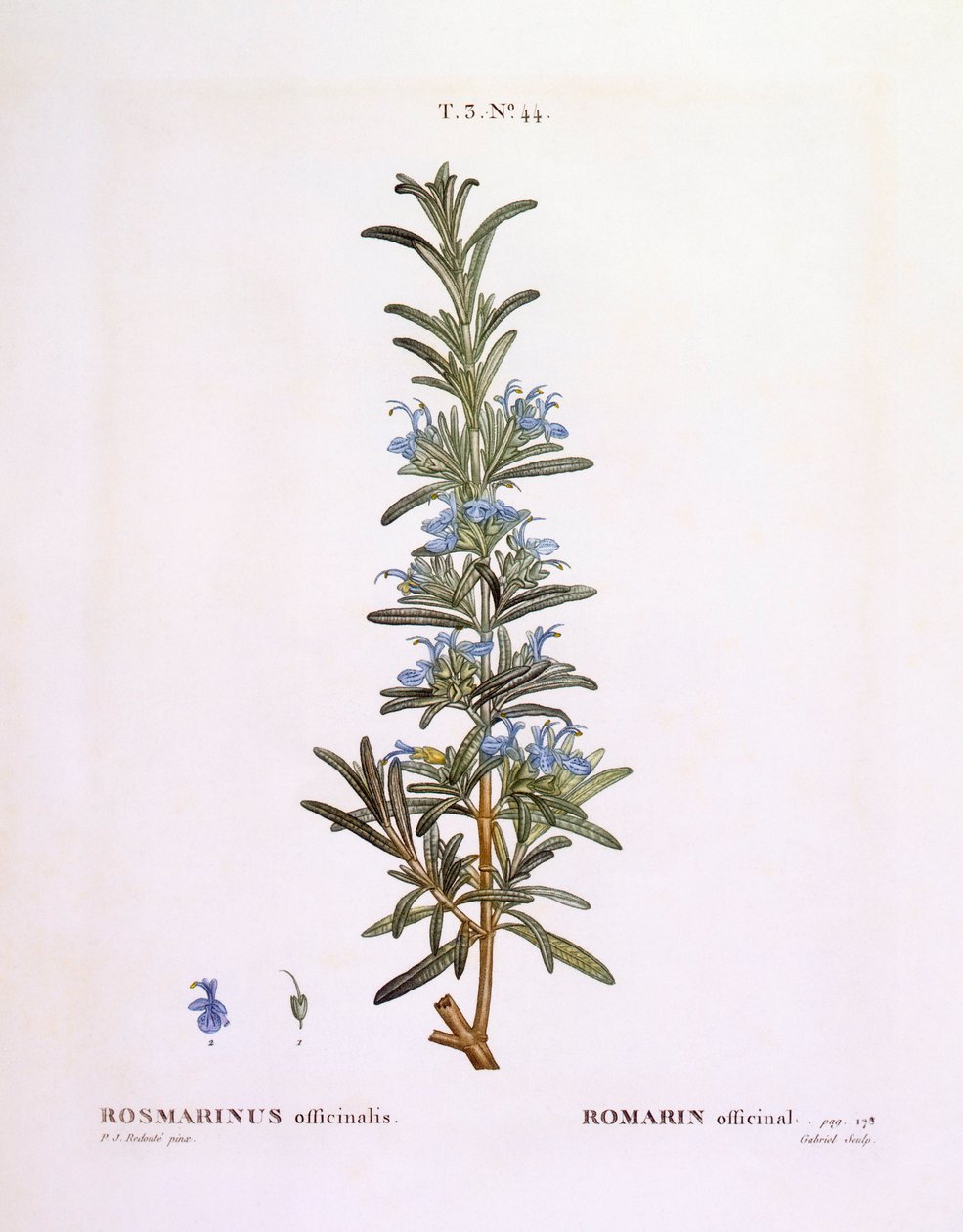 Rosmarin (Rosmarinus officinalis), botanische Tafel von Pierre Joseph Redouté von Pierre Joseph Redouté