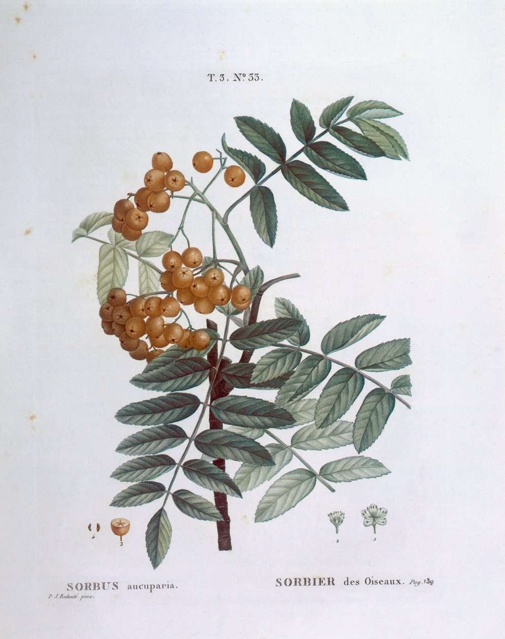 Eberesche, botanische Tafel von Pierre Joseph Redouté von Pierre Joseph Redouté