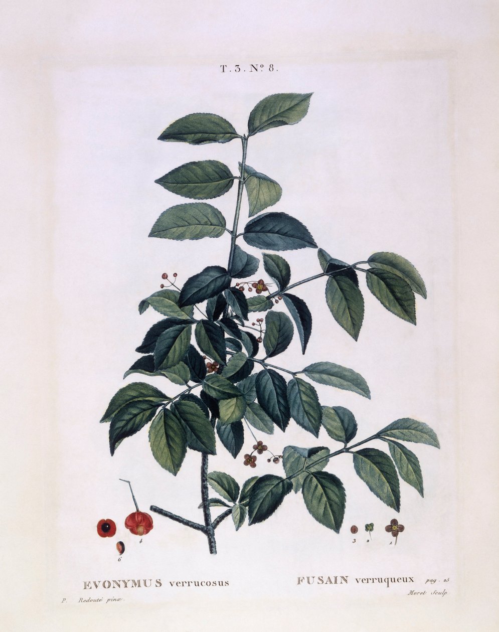 Spindelstrauch (Euonymus verrucosus), botanische Tafel von Pierre Joseph Redouté von Pierre Joseph Redouté