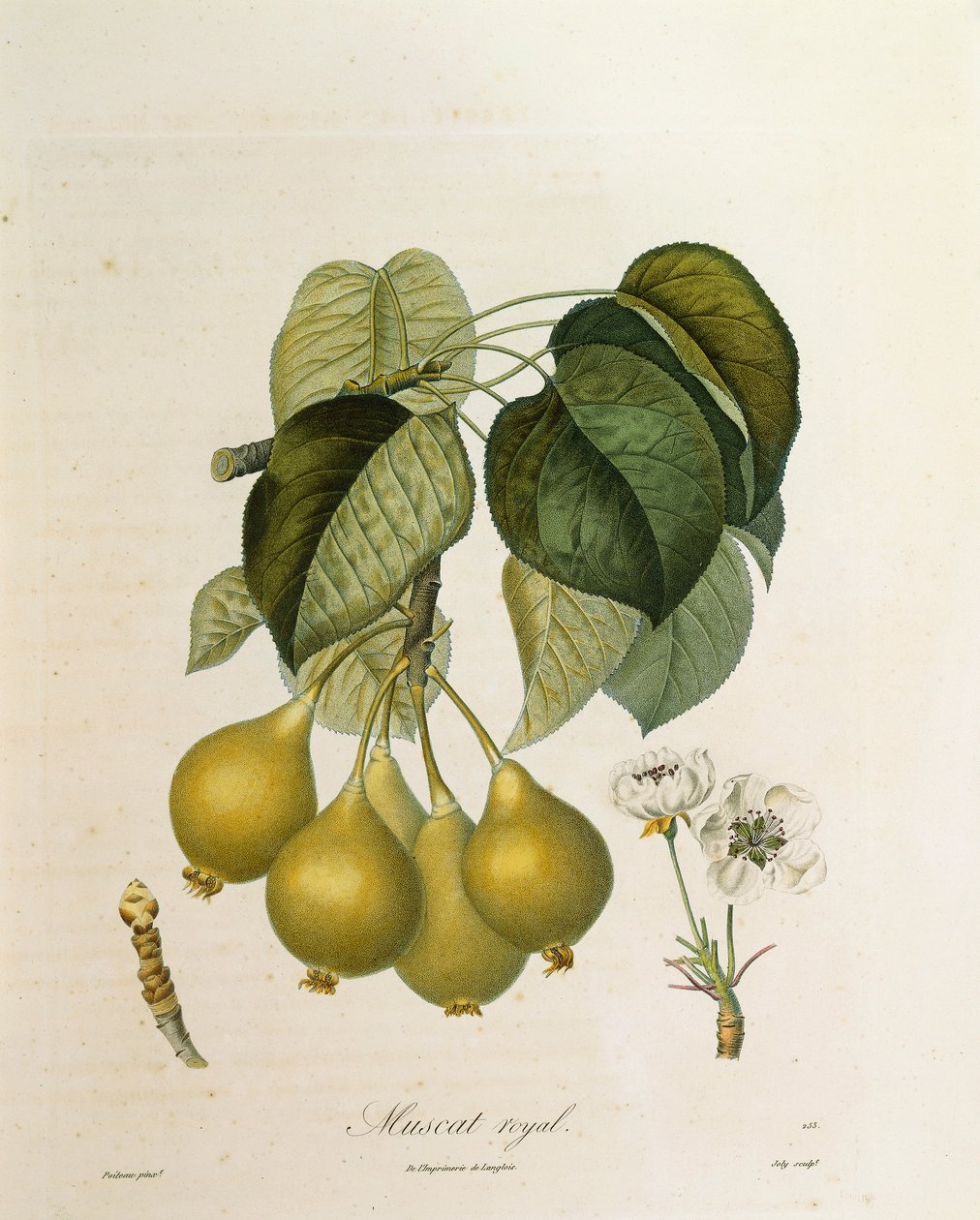 Muskat-Royal-Aprikose von Antoine Poiteau von Pierre Antoine (after) Poiteau
