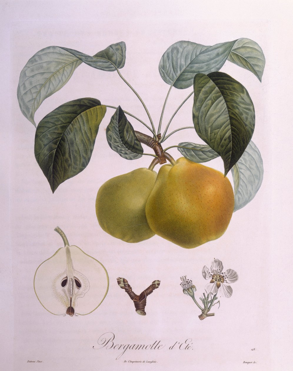 Birne "Bergamot" von Pierre Antoine (after) Poiteau
