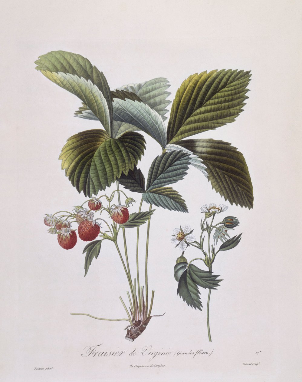 Virginische Erdbeere (Fragaria virginiana), Henry Louis Duhamel du Monceau, botanische Tafel von Pierre Antoine Poiteau von Pierre Antoine (after) Poiteau