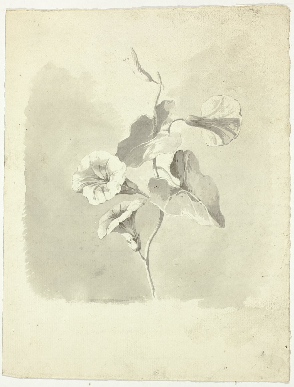 Prunkwinden von Pierre Antoine Mongin