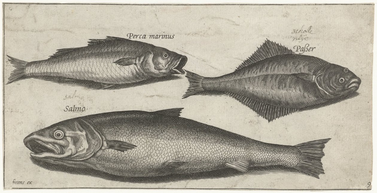 Seebarsch, Zunge und ein Lachs von Pierre Firens