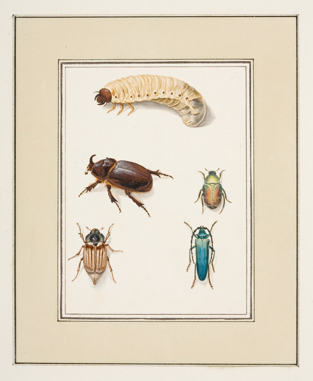 Käfer, ca. 1755-65 von Pierre Francois Ledoulx