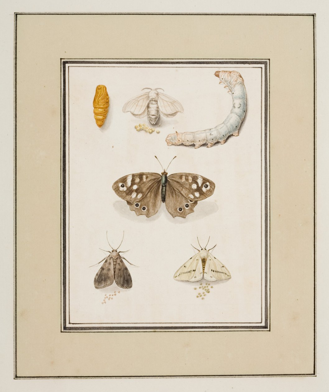 Schmetterlinge, Motten und Raupen, ca. 1755-65 von Pierre Francois Ledoulx
