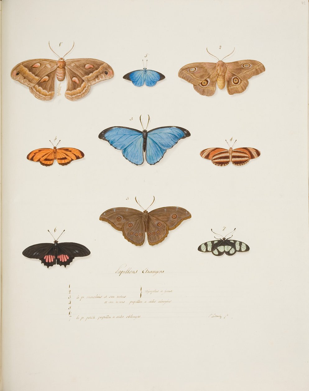 Ausländische Schmetterlinge, ca. 1755-65 von Pierre Francois Ledoulx
