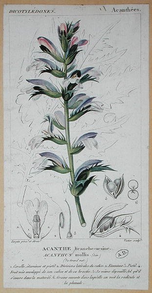Acanthus Mollis, ca. 1820 von Pierre Jean Francois (after) Turpin