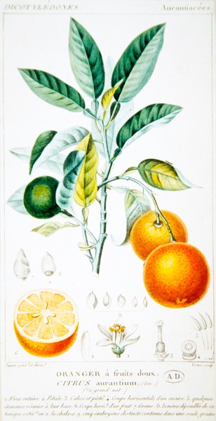 Citrus Aurantium oder Sevilla-Orange, um 1820 von Pierre Jean Francois (after) Turpin