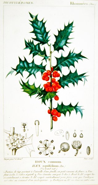 Stechpalme (Ilex aquifolium) botanische Tafel, ca. 1820 von Pierre Jean Francois (after) Turpin