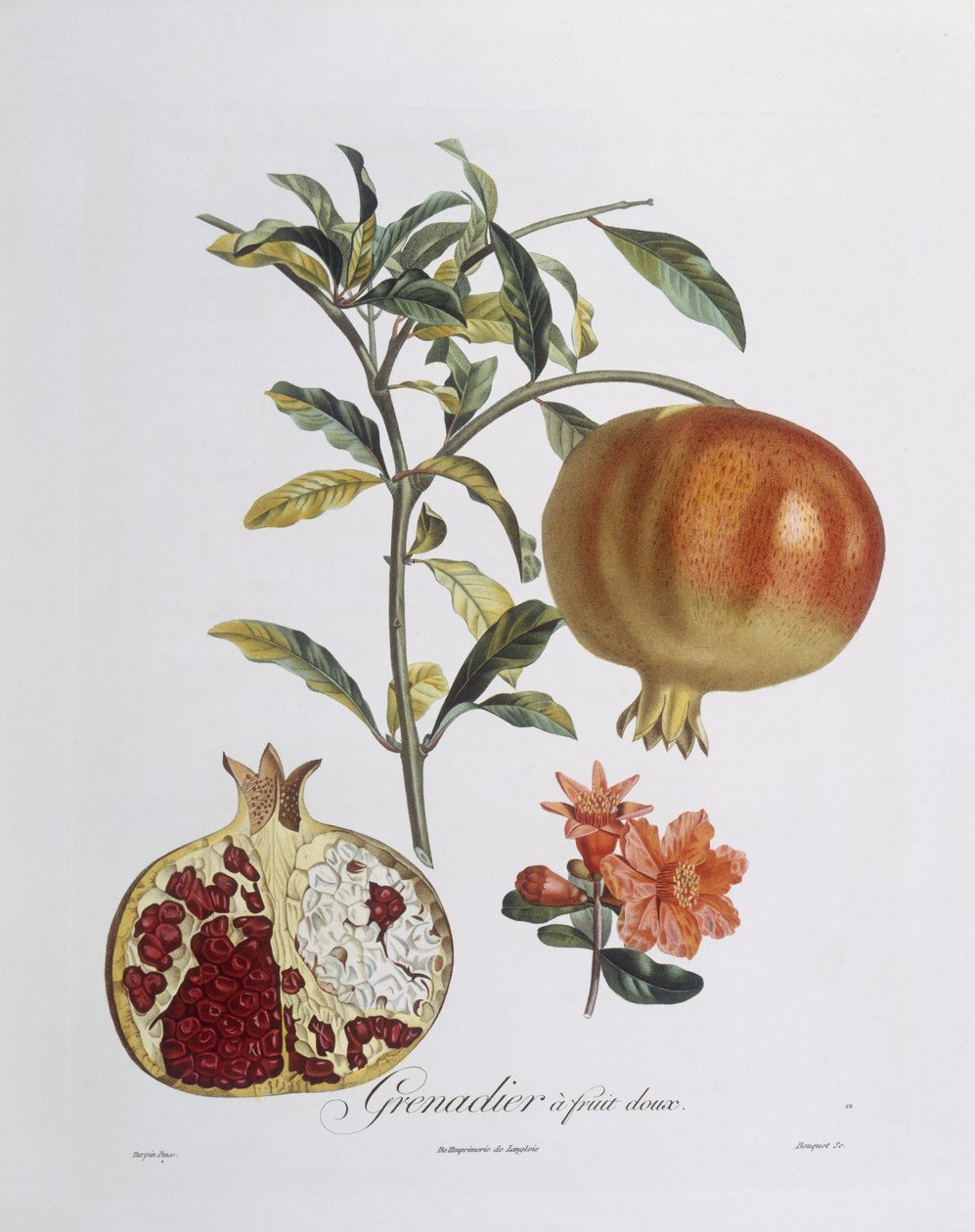Granatapfel (Punica granatum), kolorierter Stich von Henry Louis Duhamel du Monceau von Pierre Jean Francois (after) Turpin
