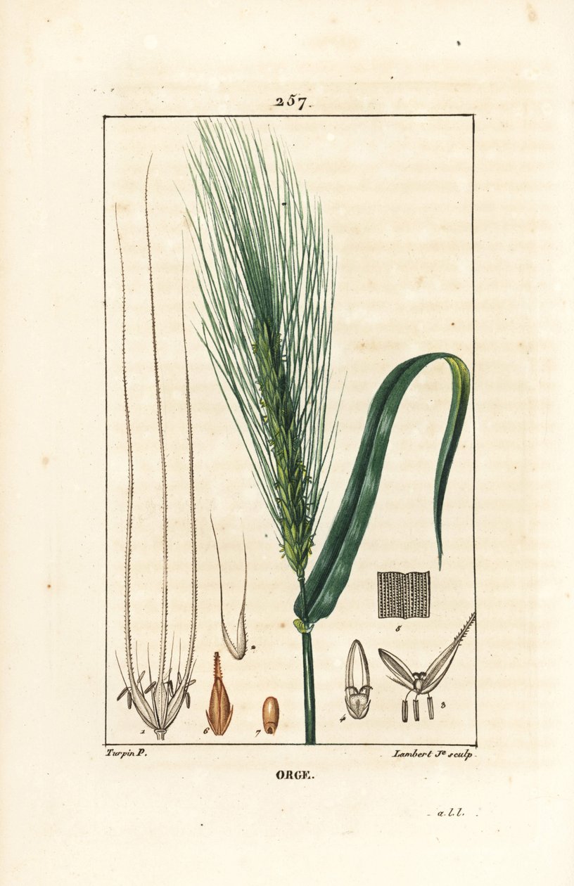 Gerste - Gerste, Hordeum vulgare, mit Stängel, Blatt und Ähre von Pierre Jean Francois Turpin