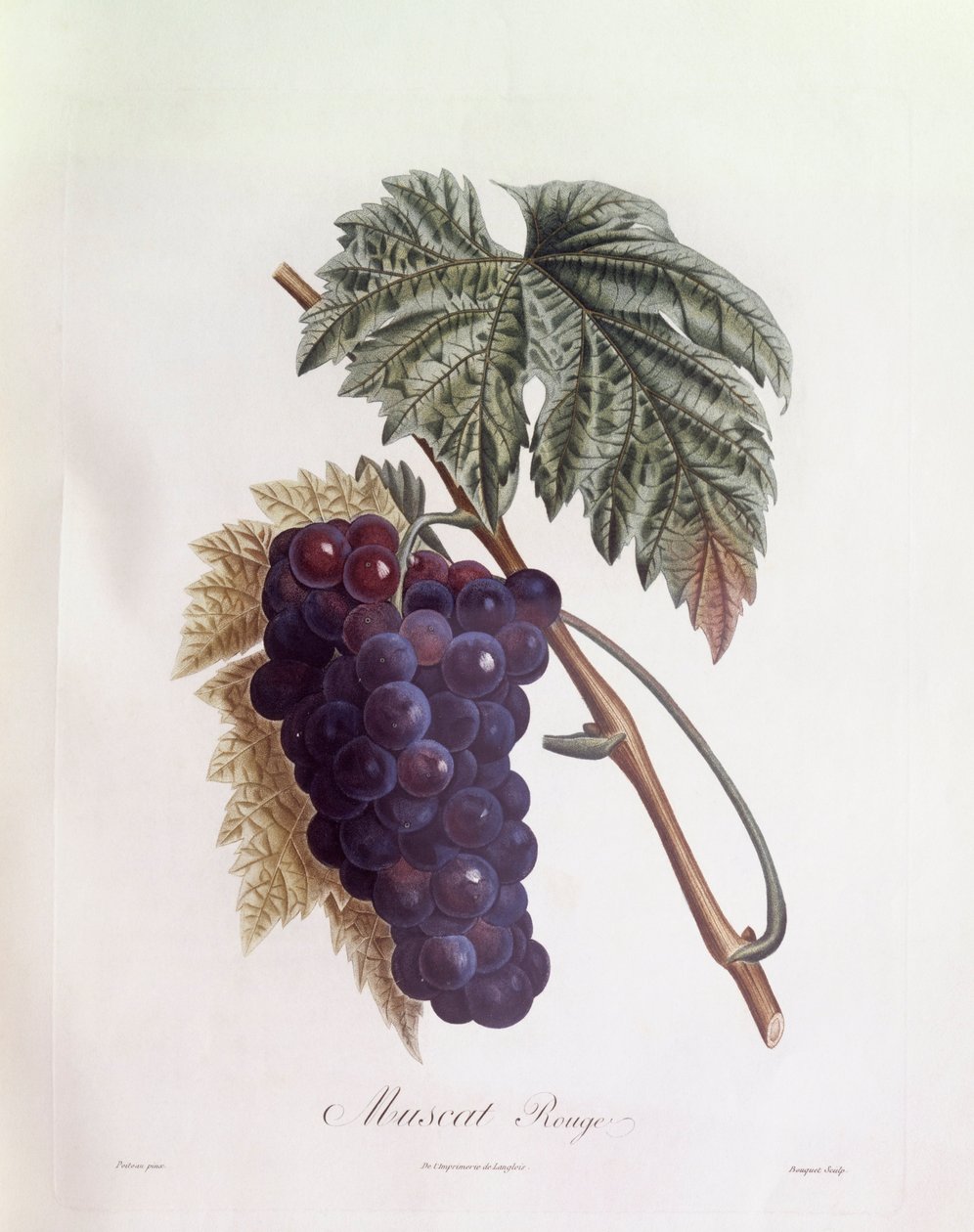 Schwarze Muskattrauben, Henry Louis Duhamel du Monceau, botanische Tafel von Pierre Jean Francois Turpin von Pierre Jean Francois Turpin