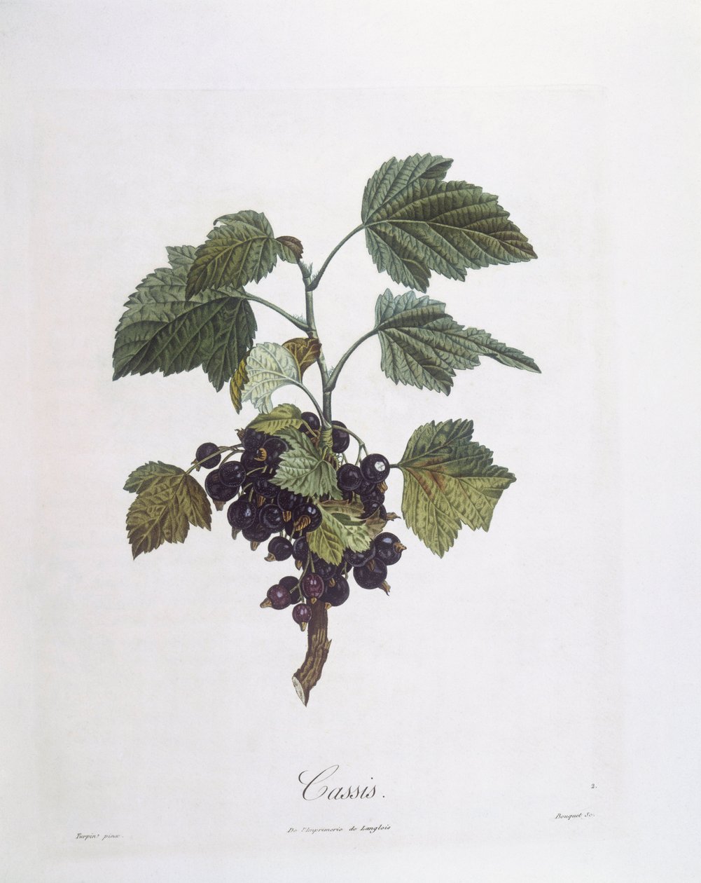 Schwarze Johannisbeere (Ribes nigrum) oder Cassis Noir de Bourgogne, botanische Tafel von Pierre Jean Francois Turpin von Pierre Jean Francois Turpin