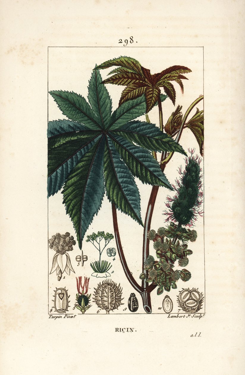 Rizinusölpflanze, Ricinus communis, mit Blatt, Blüte, Stängel und Samen. Handkolorierter Kupferstich von Lambert Junior nach einer Zeichnung von Pierre Jean-François Turpin aus Chaumeton, Poiret und Chamberet