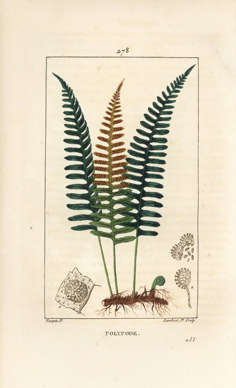 Gemeiner Tüpfelfarn, Polypodium vulgare, mit Blatt, Samen und Wurzel. Handkolorierter Kupferstich von Lambert Junior nach einer Zeichnung von Pierre Jean-Francois Turpin aus Chaumeton, Poiret und Chamberet