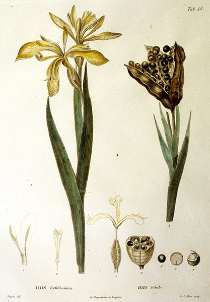 Stinkende Schwertlilie, graviert von L. J. Allais (handkolorierte Gravur) von Pierre Jean Francois Turpin