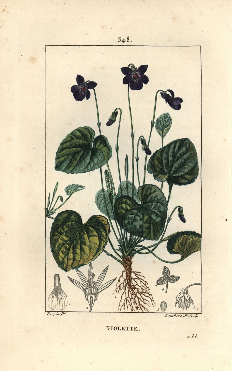 Duftveilchen - Duftveilchen, Viola odorata, mit Blüte, Blatt, Stängel und Wurzeln. Handkolorierter Kupferstich von Lambert Junior nach einer Zeichnung von Pierre Jean-Francois Turpin aus Chaumeton, Poiret und Chamberet