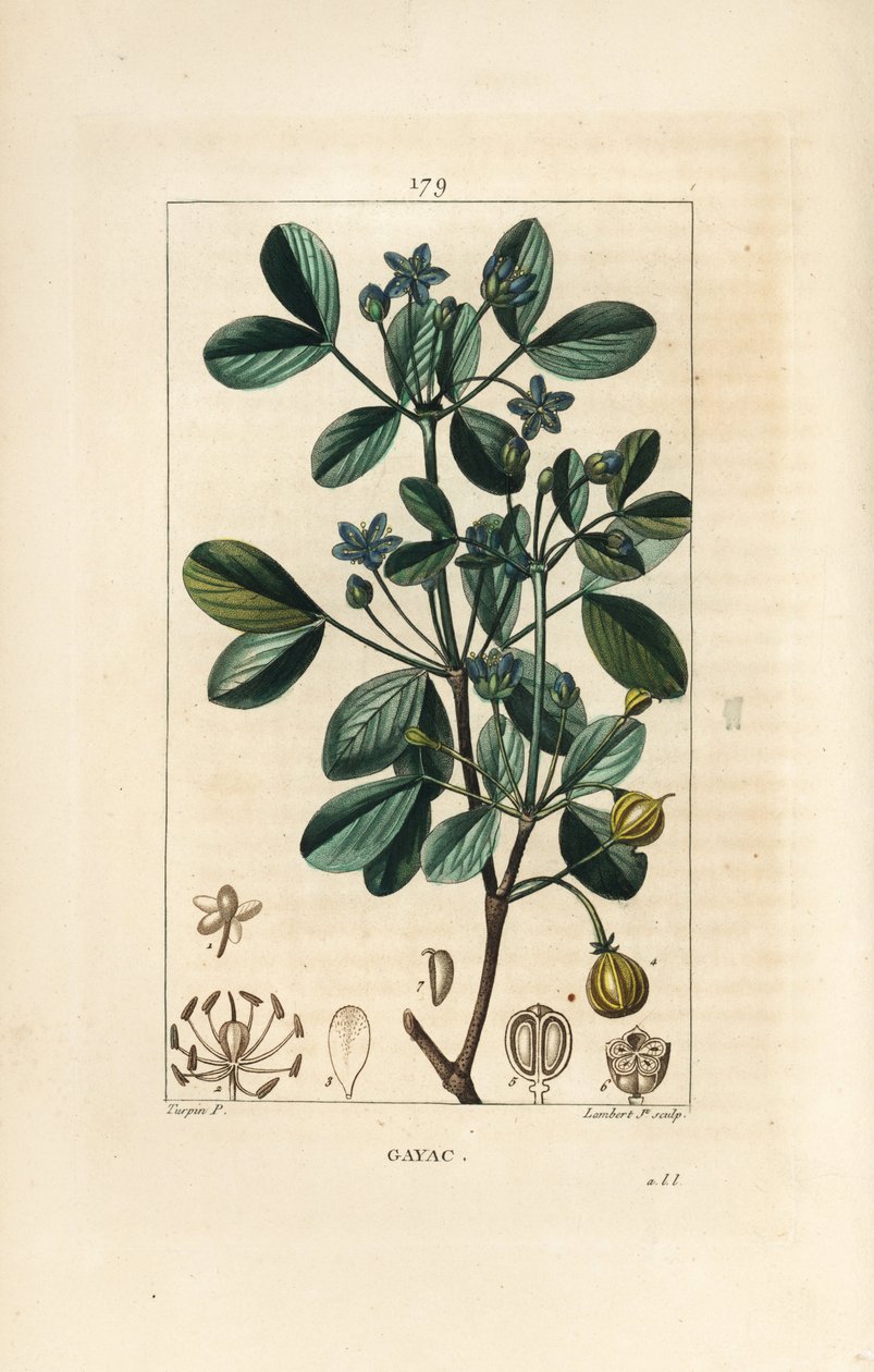 Gaiac oder heiliges Holz, Holz des Lebens - Guaiacum, Guajacum officinale von Pierre Jean Francois Turpin