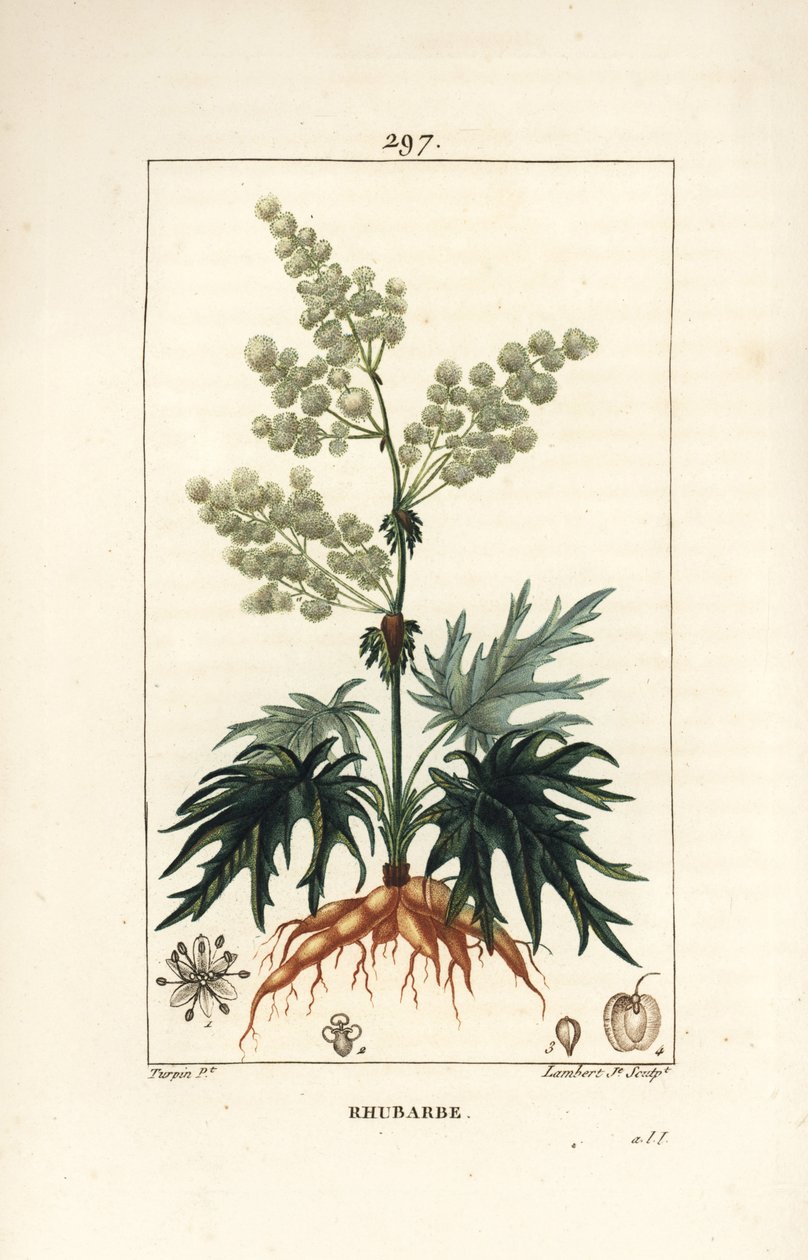 Gartenrhabarber - Rhabarber, Rheum rhabarbarum (Rheum palmatum), mit Blume, Stiel, Blatt, Samen und Wurzel von Pierre Jean Francois Turpin