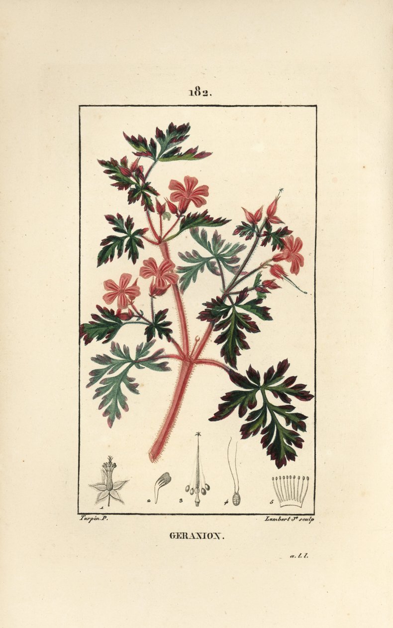 Storchschnabelkraut Robert - Ruprechtskraut, Geranium robertianum von Pierre Jean Francois Turpin