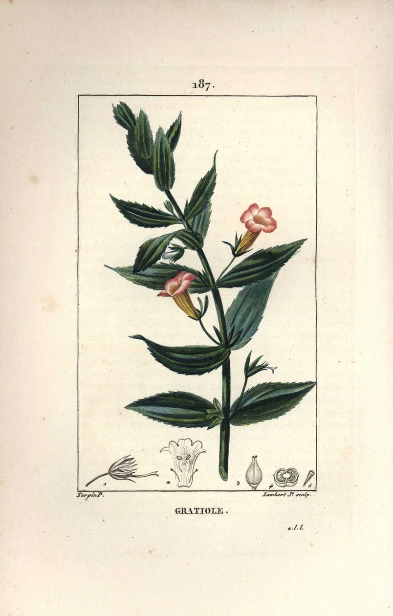 Gratiole officinale, oder Grace de dieu, Grace au pauvre homme, Petite digitale - Heckenhyssop, Gratiola officinalis. Handkolorierte Punktkupferstich von Lambert Junior nach einer Zeichnung von Pierre Jean-Francois Turpin aus Chaumeton, Poiret und Chambere von Pierre Jean Francois Turpin
