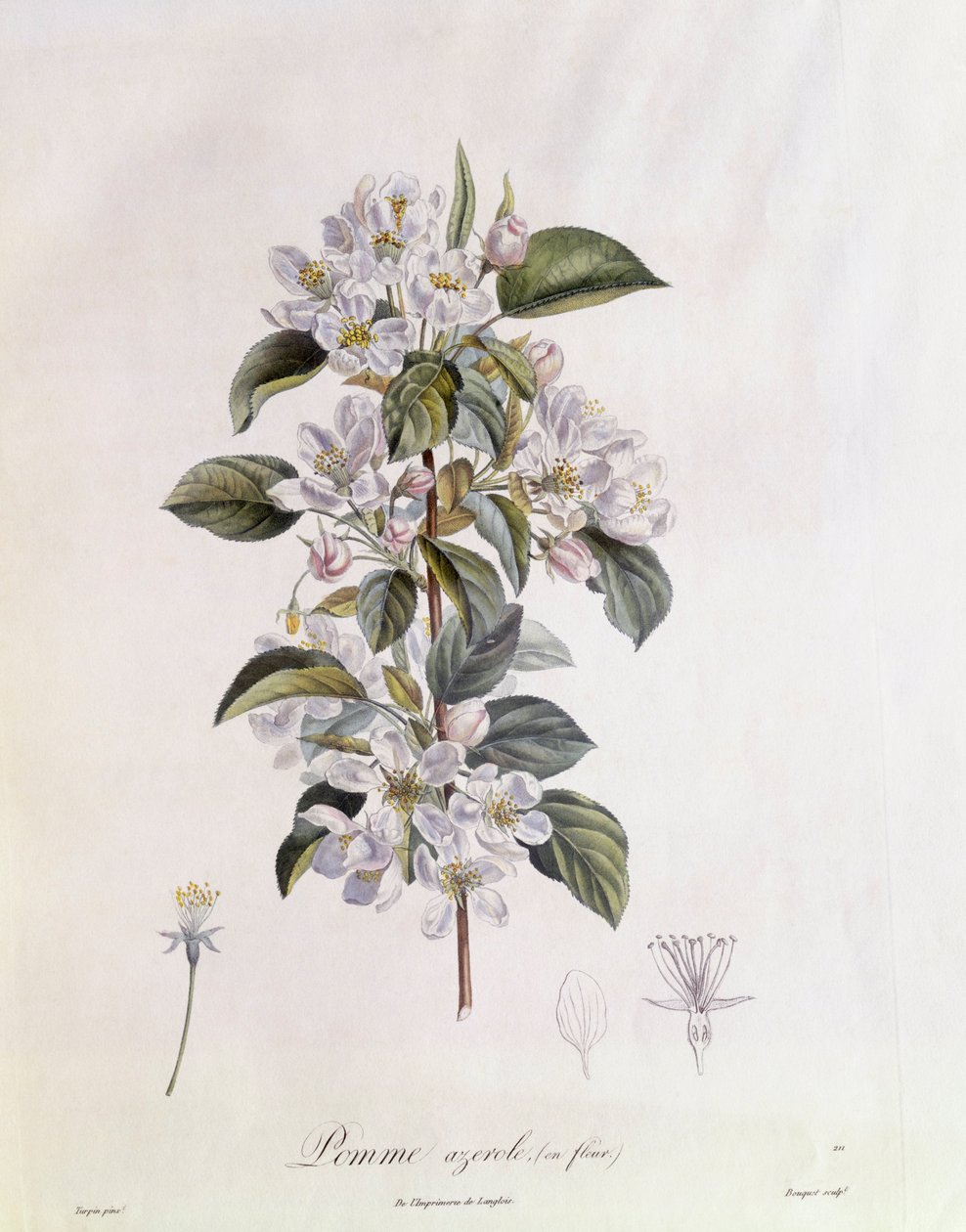 Weißdorn (Crataegus azarolus) Blume, botanische Tafel von Pierre Jean Francois Turpin von Pierre Jean Francois Turpin