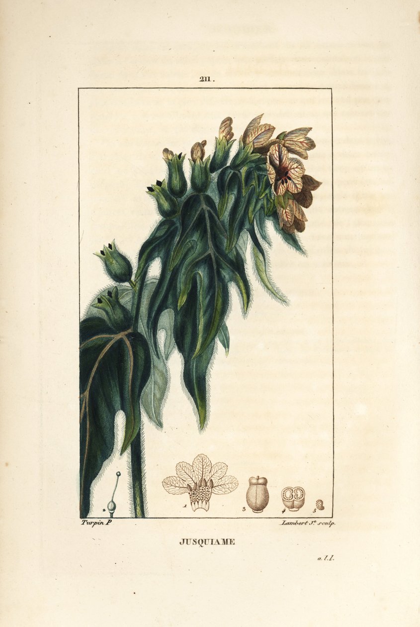 Bilsenkraut, Hyoscyamus vulgaris, Blume, Blatt und Samen. Handkolorierter Kupferstich von Lambert Junior nach einer Zeichnung von Pierre Jean-Francois Turpin aus Chaumeton, Poiret und Chamberet