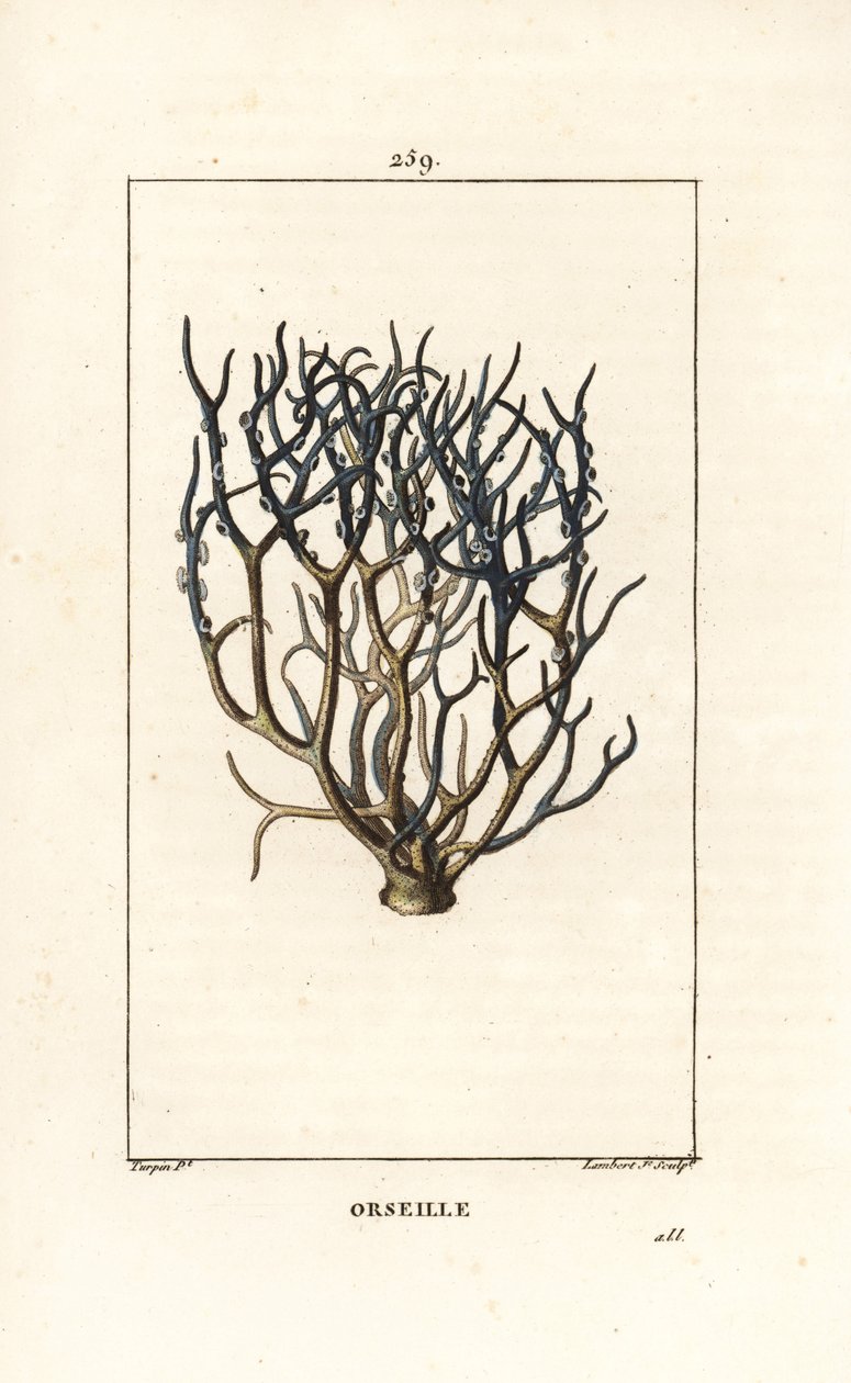 Orseille oder Französisches Purpur (Flechte) von Pierre Jean Francois Turpin