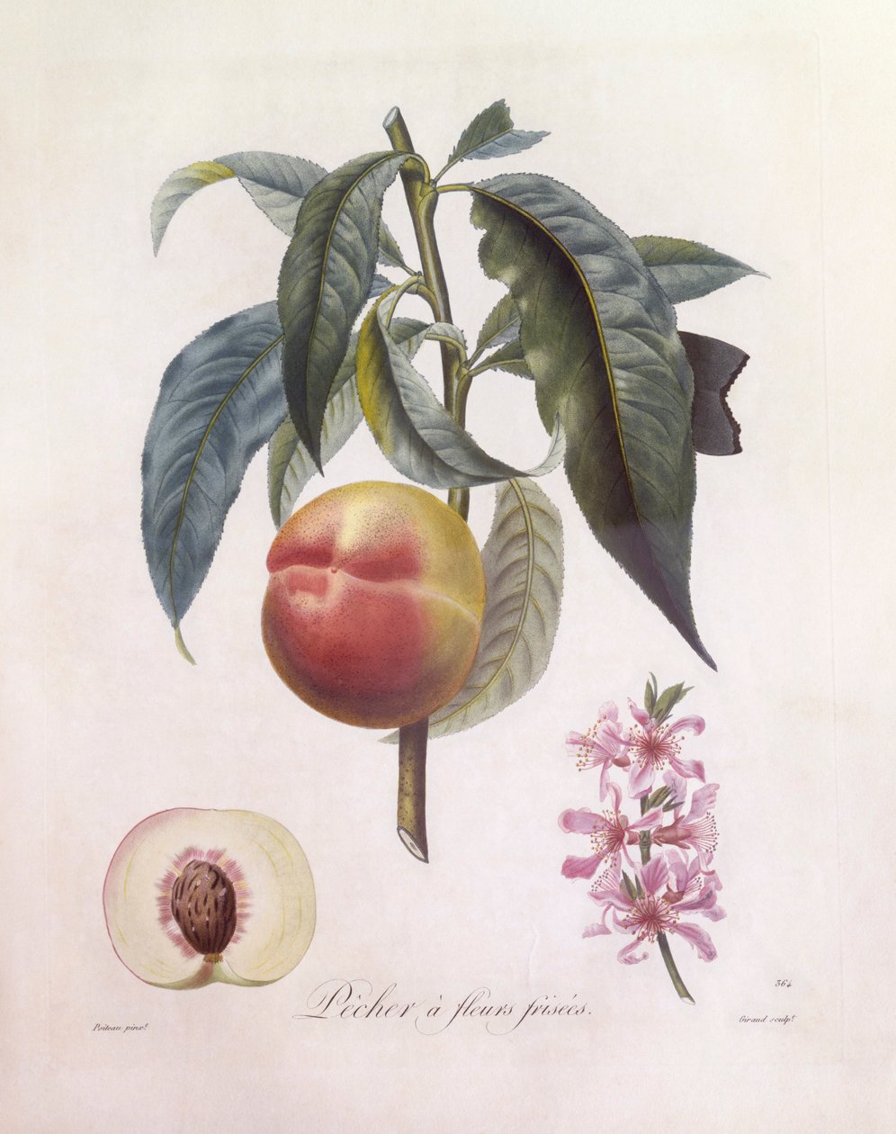 Pfirsich (Prunus persica), Henry Louis Duhamel du Monceau, botanische Tafel von Pierre Jean Francois Turpin von Pierre Jean Francois Turpin