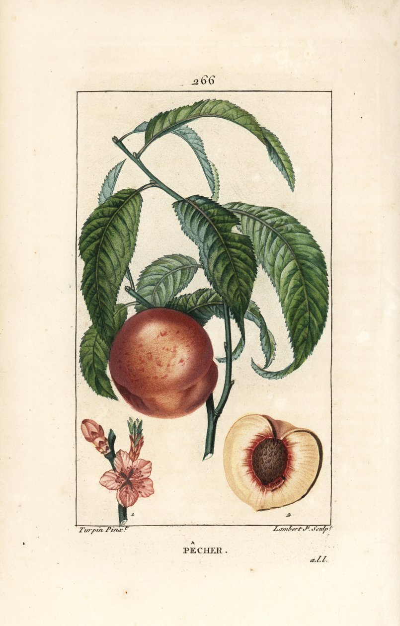 Pfirsichbaum, Amygdalus persica, mit Blüte, Blatt, Stängel, reifer Frucht und Frucht im Querschnitt mit Samen. Handkolorierte Punktkupferstichgravur von Lambert Junior nach einer Zeichnung von Pierre Jean-Francois Turpin von Pierre Jean Francois Turpin