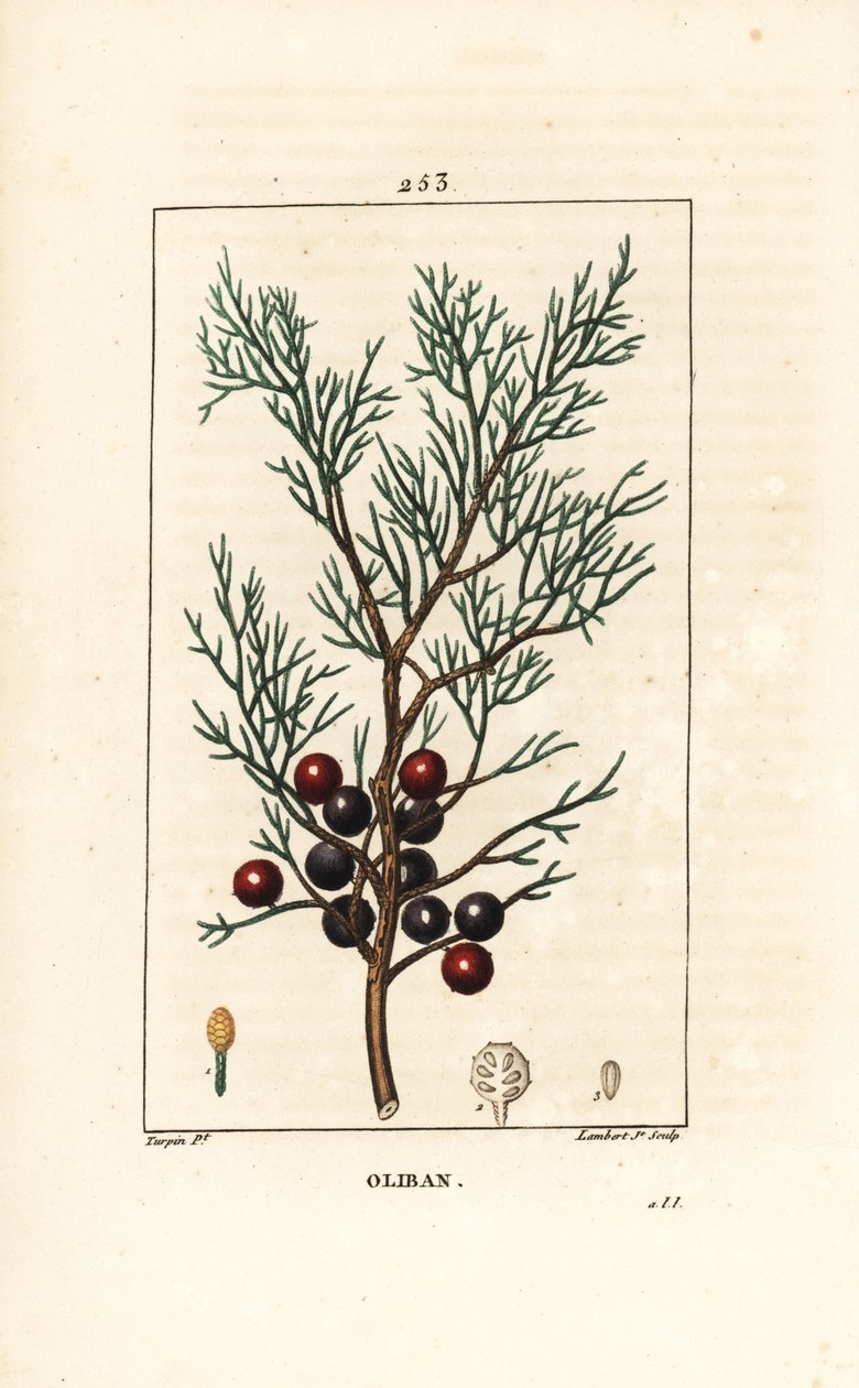 Phönizischer Wacholder, Juniperus phoenicea, mit Zweig, Blatt und Beere. Handkolorierter Kupferstich von Lambert Junior nach einer Zeichnung von Pierre Jean-Francois Turpin aus Chaumeton, Poiret und Chamberets „La Flore Medicale“, Paris, Panckoucke von Pierre Jean Francois Turpin