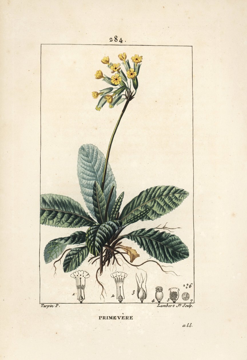 Echte Schlüsselblume, Primula veris, mit Blume, Blatt und Wurzeln. Handkolorierte Punktkupferstichgravur von Lambert Junior nach einer Zeichnung von Pierre Jean-Francois Turpin von Pierre Jean Francois Turpin
