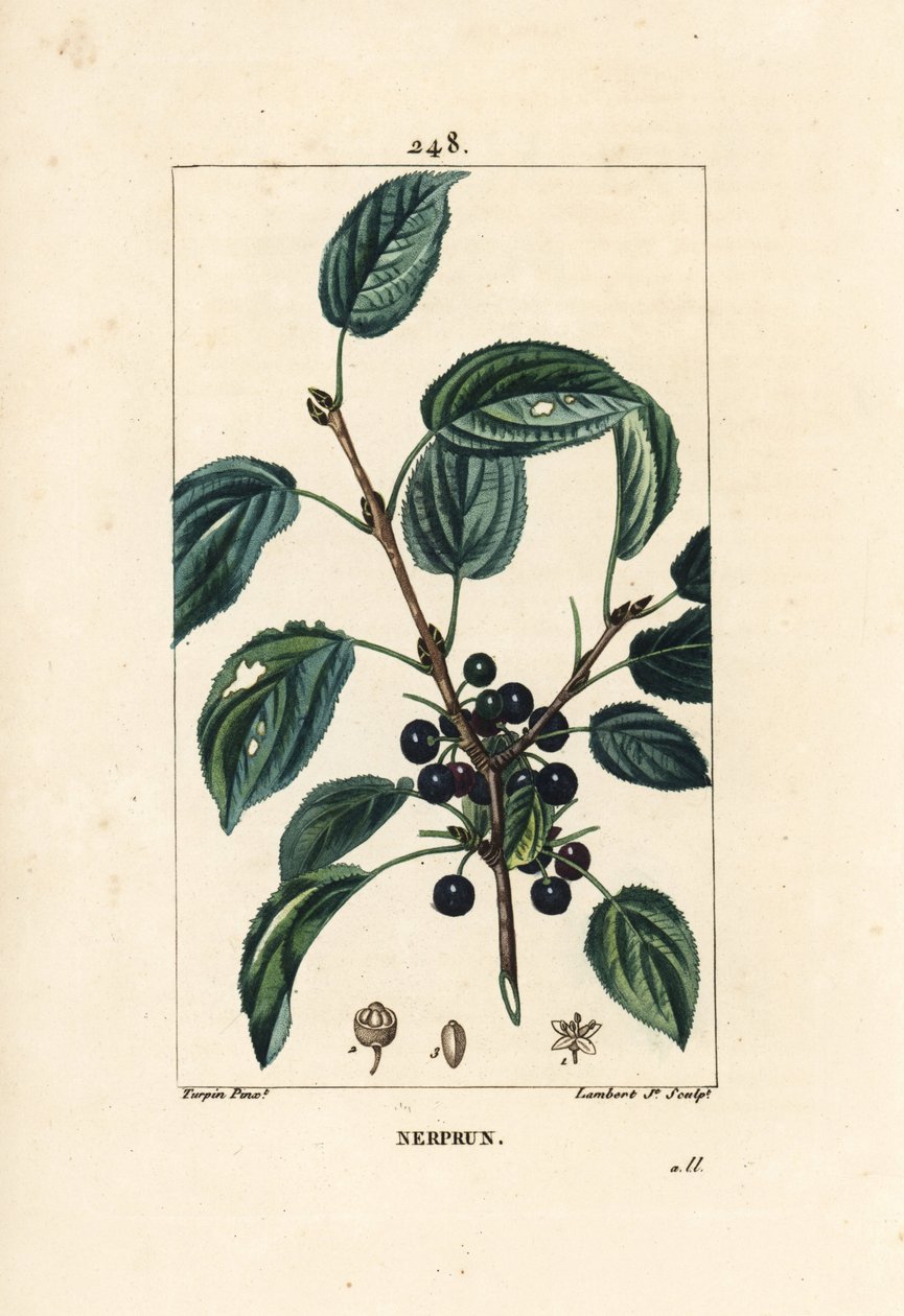 Abführender Faulbaum, Cathartischer Faulbaum oder Offizineller Faulbaum - Purgier-Faulbaum, Rhamnus cathartica. Handkolorierte Punktkupferstich von Lambert Junior nach einer Zeichnung von Pierre Jean-Francois Turpin aus Chaumeton, Poiret und Chamberet